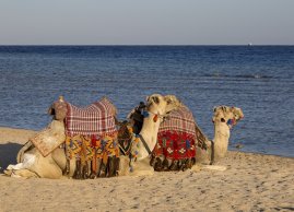 Wielbłądy na plaży w Abu Dabbab w Marsa Alam